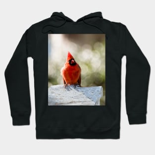 Male cardinal Hoodie